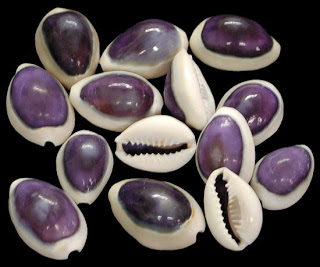 small-purple-top-cowrie.jpg